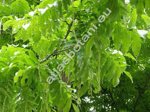 Pterocarya pterocarpa (Michx.) Kunth (Pterocarya fraxinifolia (Lam.) Spach)