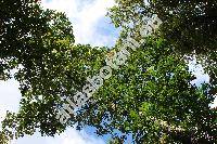 Pterocarya pterocarpa (Michx.) Kunth (Pterocarya fraxinifolia (Lam.) Spach)