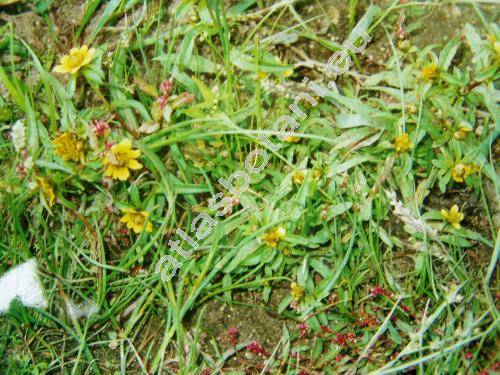 Bidens cernua L. (Coreopsis bidens L., Coreopsis quadricornis Krock., Bidens minima Huds.)