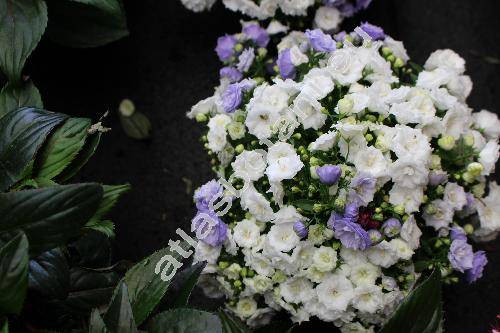 Campanula isophylla 'Like Mee'