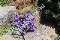 Campanula carpatica Jacq.