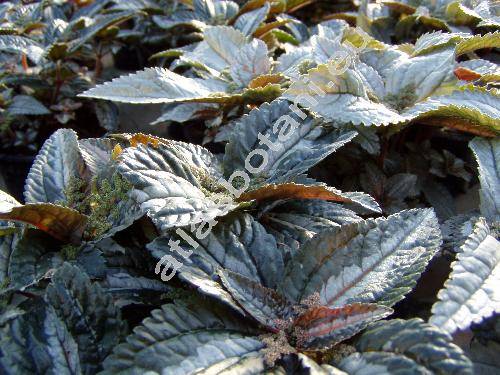 Pilea spruceana Wedd.