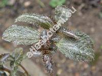 Pilea spruceana Wedd.