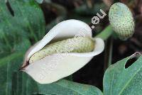 Monstera deliciosa Liebm. (Philodendron pertusum Kunth et Bouch�)