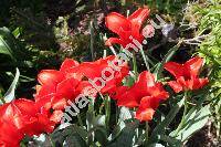 Tulipa 'Red Riding Hood'