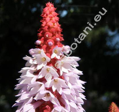 Primula vialii Delav. ex Franch. (Primula littoniana Forrest)