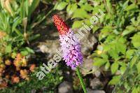 Primula vialii Delav. ex Franch. (Primula littoniana Forrest)
