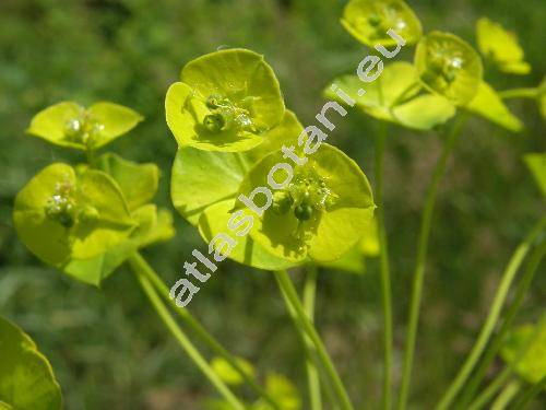 Euphorbia esula L. (Tithymalus esula (L.) Hill)