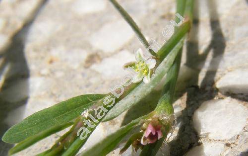 Polygonum aviculare L. (Polygonum aviculare subsp. aviculare, Polygonum aviculare agg.)