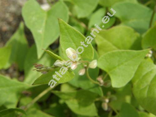 Fallopia convolvulus (L.) (Fallopia convolvulus (L.) �. L�ve, Bilderdykia convolvulus (L.) Dum., Polygonum convolvulus L.)