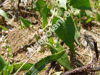 Fallopia convolvulus (L.) (Fallopia convolvulus (L.) �. L�ve, Bilderdykia convolvulus (L.) Dum., Polygonum convolvulus L.)