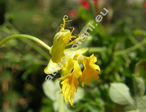 Tropaeolum peregrinum (Tropaeolum peregrinum L., Tropaeolum canariense Markham, Trophaeum  peregrinum (L.) Kuntze)