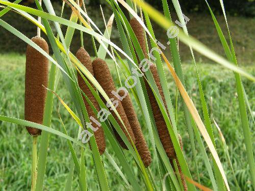 Typha latifolia L.