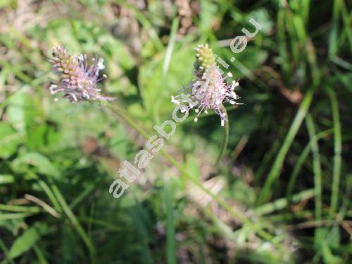 Plantago major L.