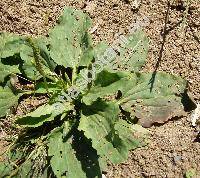 Plantago major L.