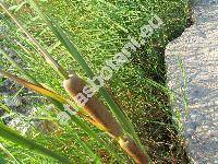 Typha angustifolia L.
