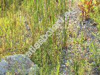 Typha angustifolia L.