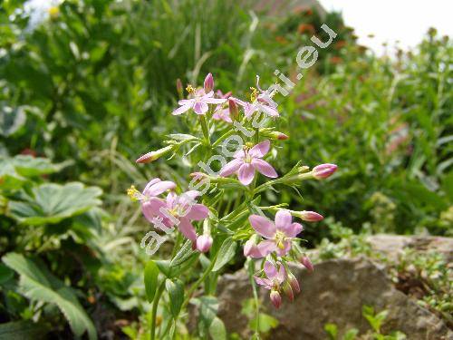 Centaurium erythraea Rafn. (Centaurium minus Gars., Centaurium umbellatum Gilib., Gentiana centaurium L.)