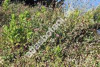 Centaurium erythraea Rafn. (Centaurium minus Gars., Centaurium umbellatum Gilib., Gentiana centaurium L.)
