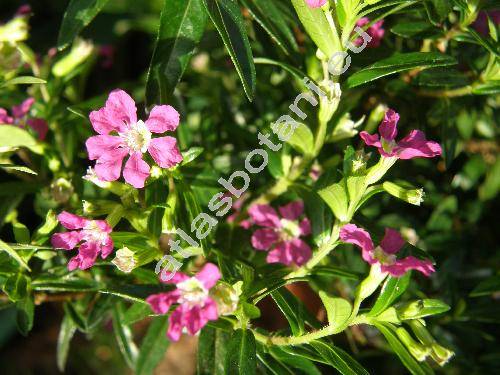 Cuphea hyssopifolia (Cuphea hyssopifolia Kunth, Parsonsia hyssopifolia (Kunth) Standl.)
