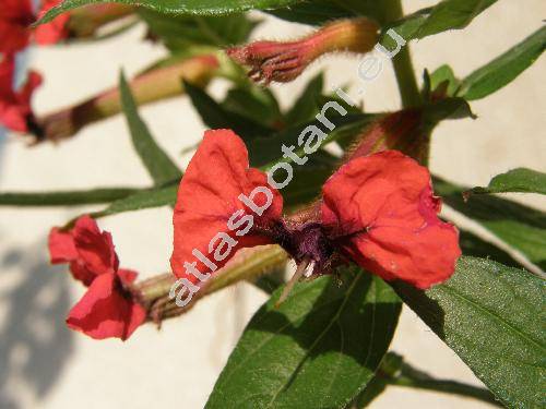 Cuphea llavea Lex. (Cuphea barbigera Hook. et Arn., Endecaria coccinea Raf., Parsonsia blepharophylla Blake)
