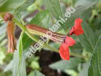 Cuphea llavea Lex. (Cuphea barbigera Hook. et Arn., Endecaria coccinea Raf., Parsonsia blepharophylla Blake)