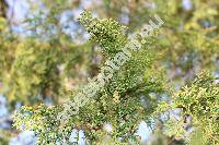 Thuja plicata Don (Thuja plicata Donn ex Don)