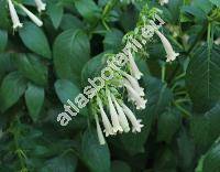 Phygelius aequalis 'Yelow Trumpet' (Phygelius aequalis Harv. ex Hiern)