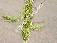 Echinochloa crus-galli (L.) P. B. (Panicum crus-galli L., Milium, Pennisetum)