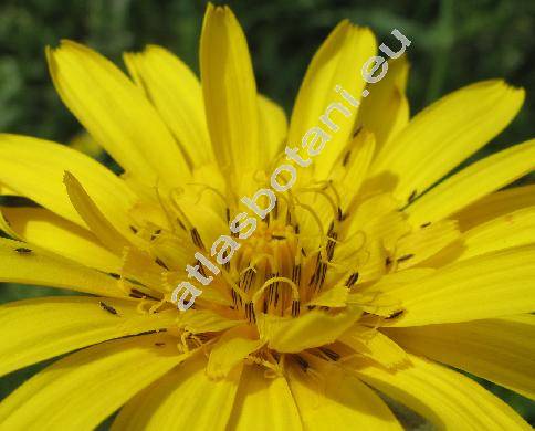 Tragopogon orientalis L. (Tragopogon pratensis subsp. orientalis (L.) �el., Tragopogon pratensis agg.)