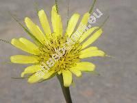 Tragopogon dubius Scop. (Tragopogon campestris Bes., Tragopogon major Jacq.)