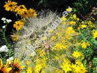 Tragopogon dubius Scop. (Tragopogon campestris Bes., Tragopogon major Jacq.)