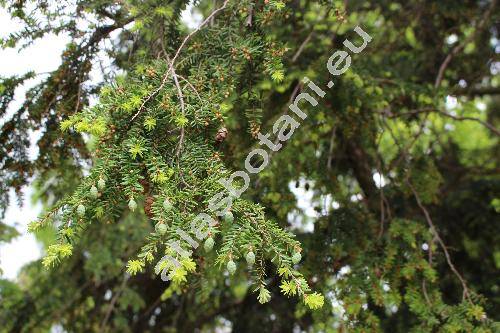 Tsuga canadensis (L.) Carr. (Pinus canadensis L., Abies canadensis (L.) Michx., Picea canadensis (L.) Link)