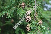 Tsuga canadensis (L.) Carr. (Pinus canadensis L., Abies canadensis (L.) Michx., Picea canadensis (L.) Link)