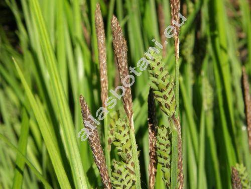 Carex nigra (L.) Reich.
