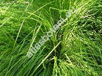 Carex nigra (L.) Reich.