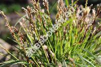 Carex digitata L.