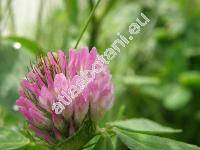 Trifolium pratense L.