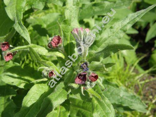 Cynoglossum officinale L.