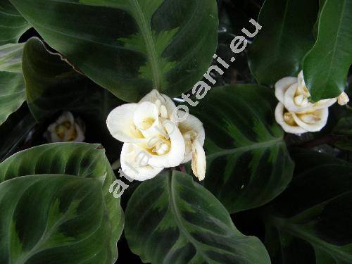 Calathea warscewiczii (Mat. ex Planch.) Planch. et Lind. (Maranta warscewiczii)