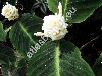 Calathea warscewiczii (Mat. ex Planch.) Planch. et Lind. (Maranta warscewiczii)