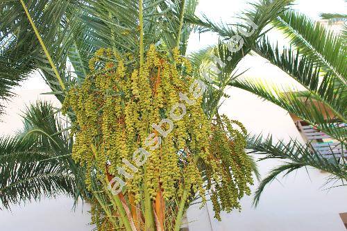 Phoenix canariensis Chab.