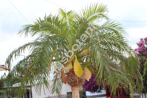 Phoenix loureiroi Kunth (Phoenix roebelenii O�Brien, Phoenix pedunculata Griff., Phoenix robusta (Becc.) Hook.)