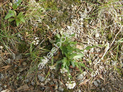 Thlaspi caerulescens J. Presl et C. Presl (Thlaspi sylvestre Jordan, Thlaspi alpestre L., Noccaea  caerulescens (J. Presl et C. Presl))