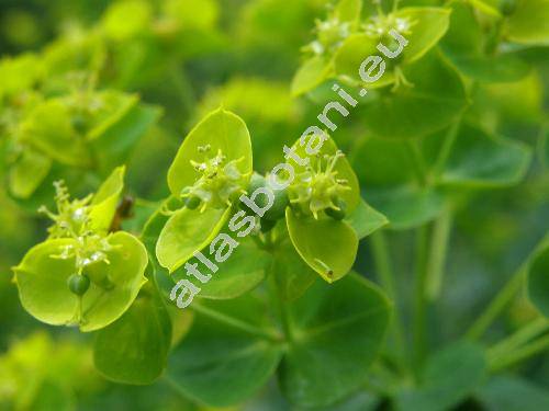 Euphorbia lucida Walds. et Kit. (Tithymalus lucidus (Walds. et Kit.) Klotzsch et Garcke)