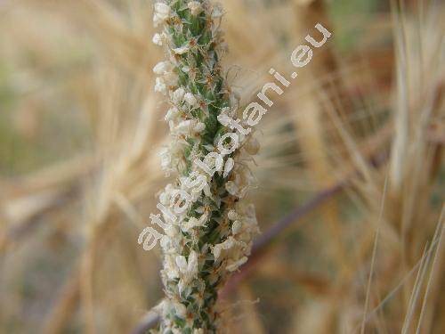 Plantago coronopus L.