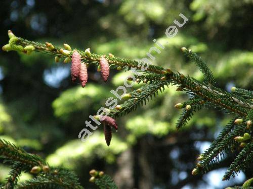 Picea orientalis (L.) Link