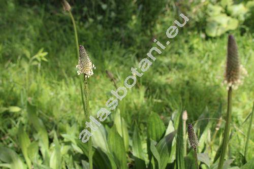 Plantago altissima L.