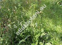 Plantago altissima L.