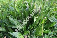 Plantago altissima L.